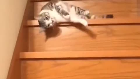 Cats hack