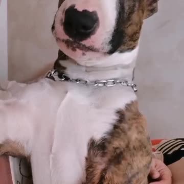 I am a big boss Mafia dog