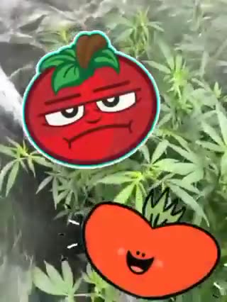 🐴 Amish Tomatoe Seed👀 Just a Gentle Amish Folks 'Maters🤯