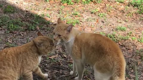 Cat Fight over territory.