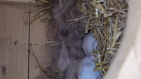 Baby bunnies crawling out of their burrow