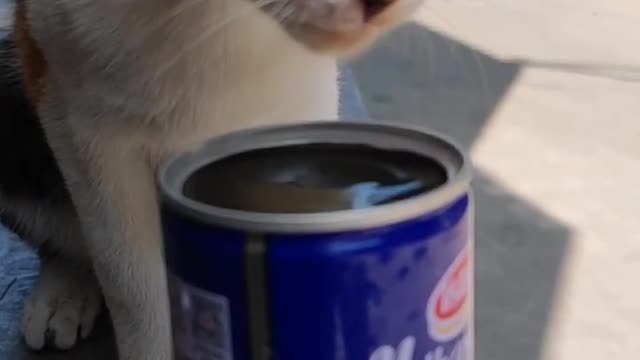 This clever cat came to my house and asked me for water.