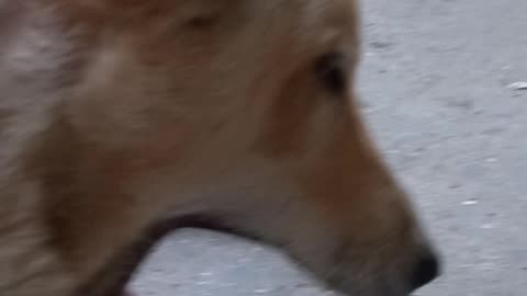 আমার নিজস্ব পালিতো কুকুর