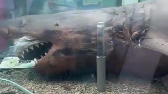 Rose the preserved shark