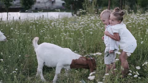 little kids playing with goat