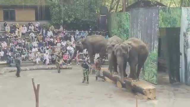 Pertunjukan Gajah Taman Safari