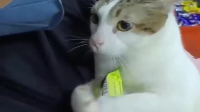 Top Funny Cute Cats Viral Clips😹|| Best #funny Cats