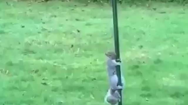 Squirrel climbing the pole then sliding down #shorts #viral #shortsvideo #video