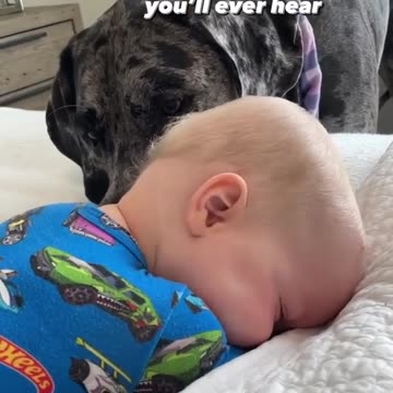 The best belly laugh you'll ever hear.....?? Dogs video, viral video,