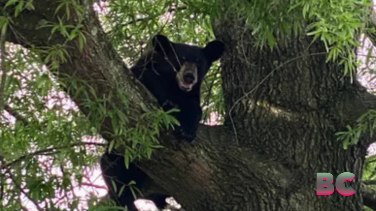 Hunter killed when bear falls out of tree