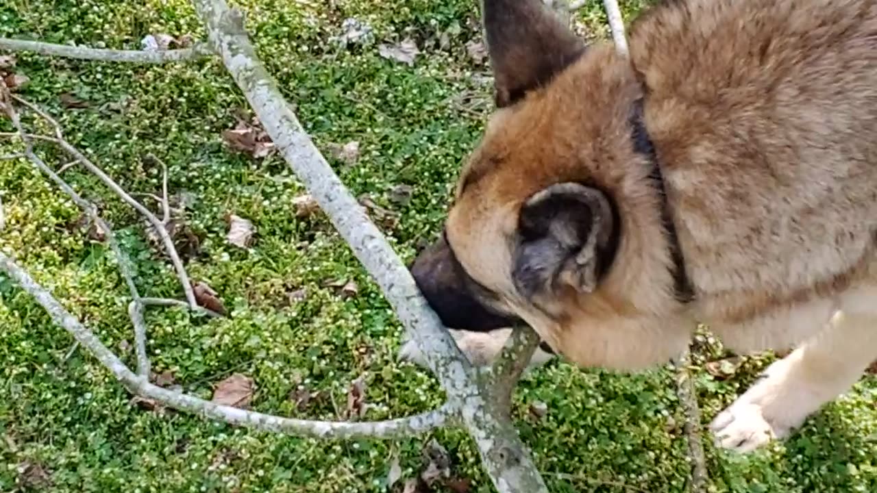 Branch helper