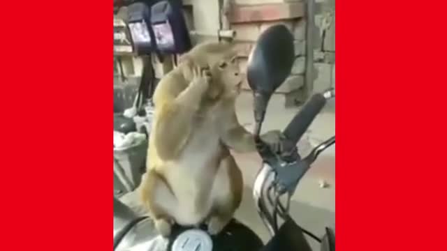 When monkey saw himself in Mirror funny reaction