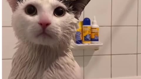 Simba the cat has the most adorable bedtime routine! 😻