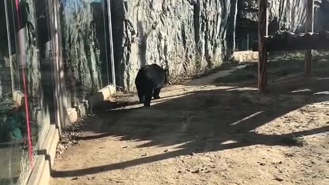 The black bear