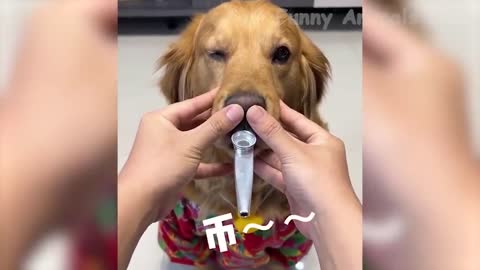 The Best Dogs And Cats Videos 20222 - Funny Animal Videos #7
