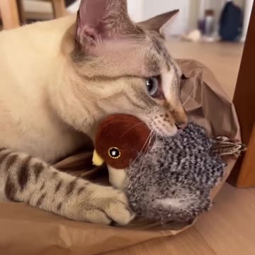 Kitty loves her new toy