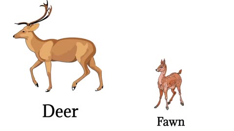 Animal vocabulary