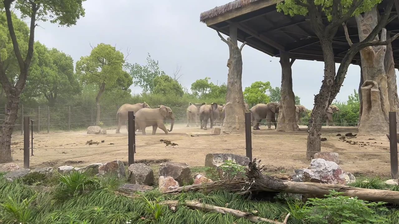 Epic Elephant Clash at the Zoo Wild Elephant Battle Caught on Camera