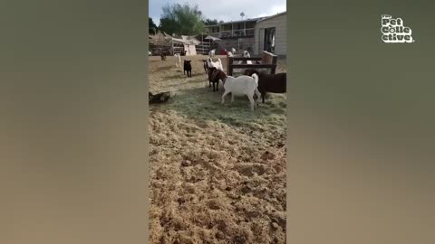 Funny animals! fails! and good moments