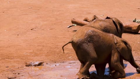 How to play like baby elephant !! Cuteness overload !