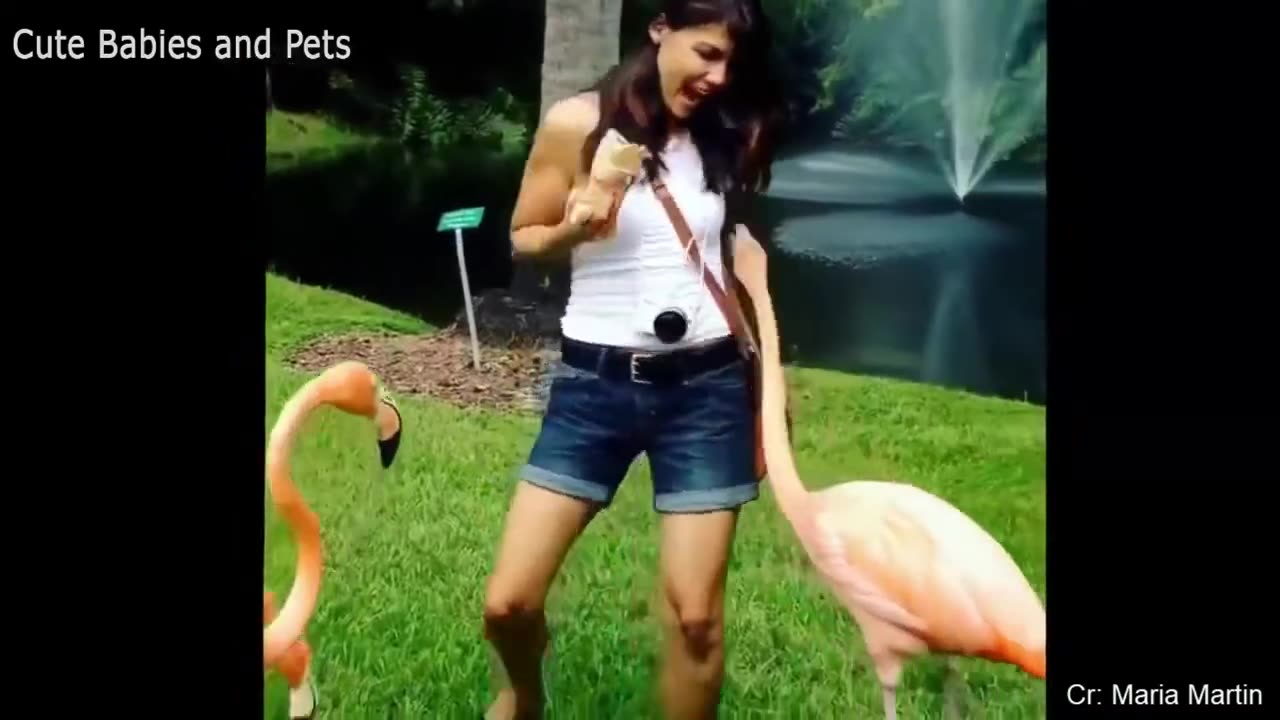 Funny Animals Scarring And Chasing People 2023