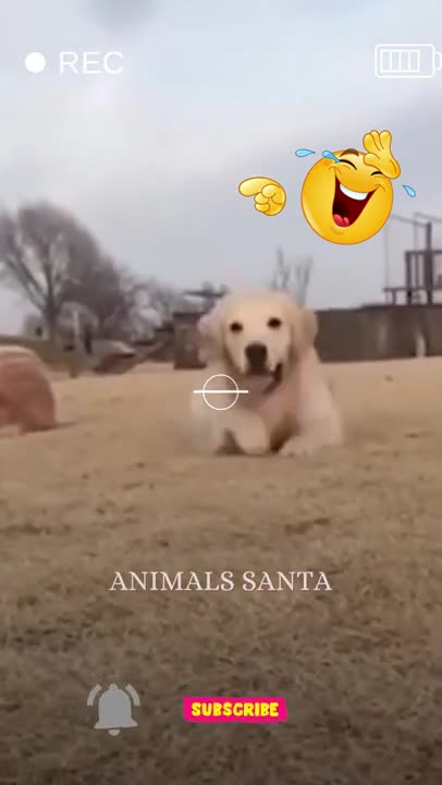 Crawled at that way, just to give you a good boy smile ♥️