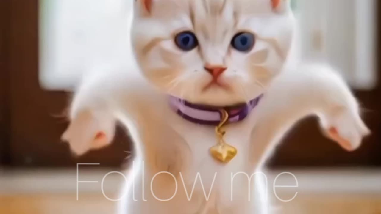 Cute cat 🐈😺 dance # Funny Animacl . Animal funny videos. cute cats funny videos.