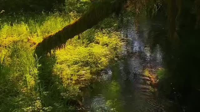 Peace in a Washington forest…