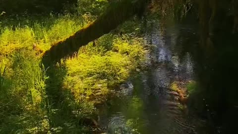 Peace in a Washington forest…