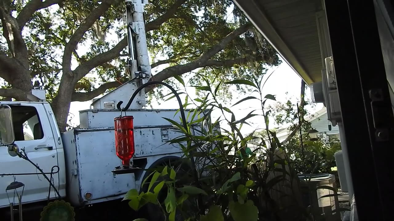 Tree Trimming today