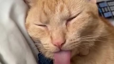 Funniest cat videos ever made! you will bust out laughing