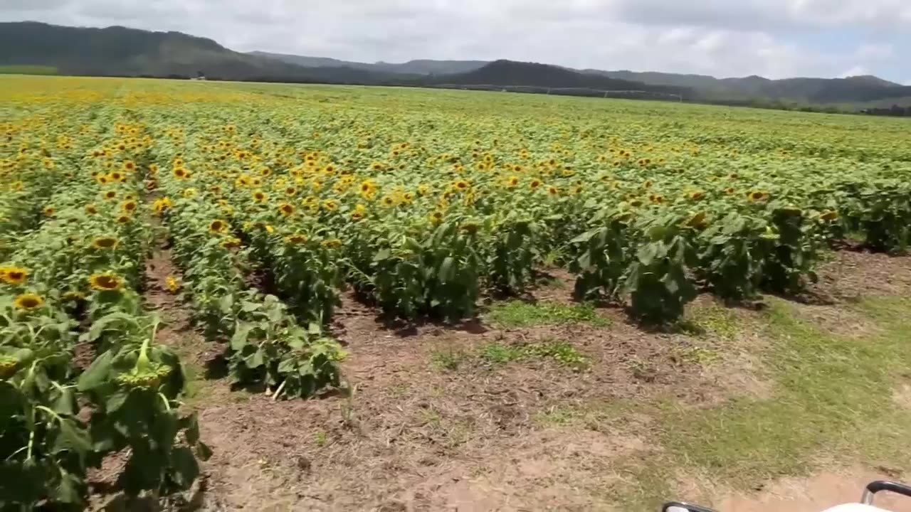 Dual Crop of Sunflowers and Sugar Cane