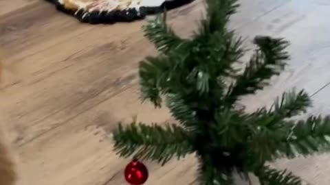 cute tree for cute cat