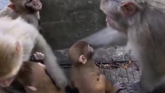 Mais são tão fofos !!!