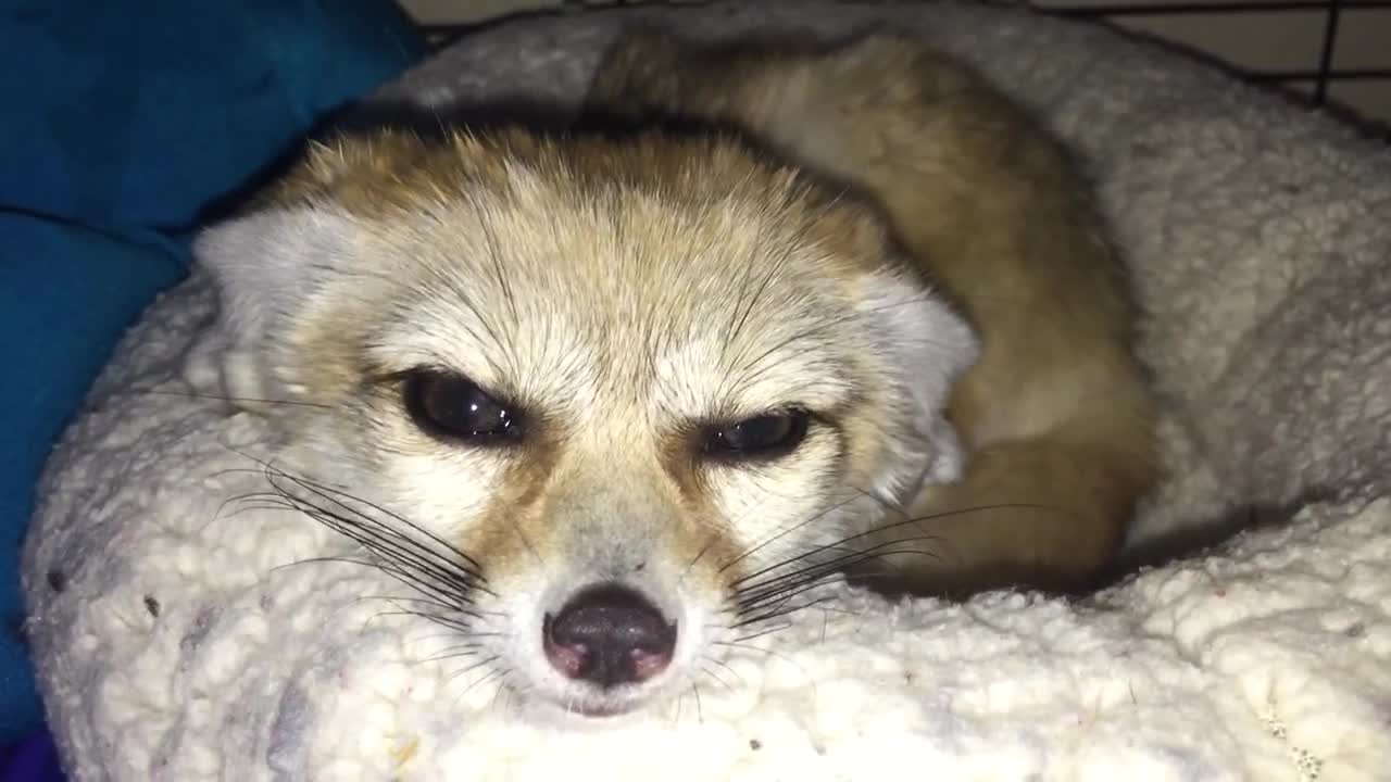 Fennec Fox whines adorably after owner interrupts nap