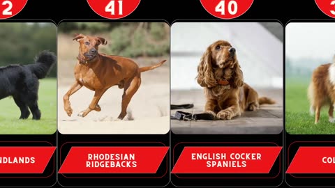 World Most Expensive Dog Breeds #dogsbreed #topdogs #top60