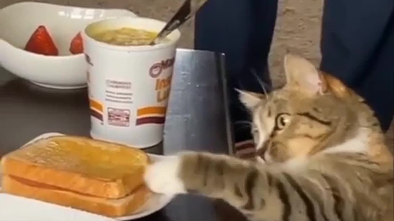 The cat was ready for it