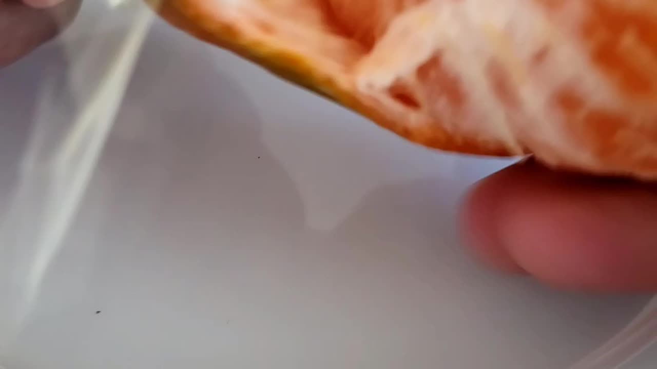 Oranges or Clementines?