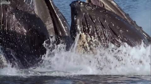 Amazing Ocean Moments for One Hour - BBC Earth