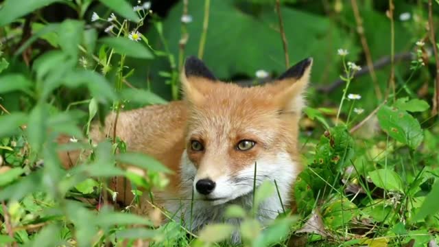 Red fox's eyes are bright