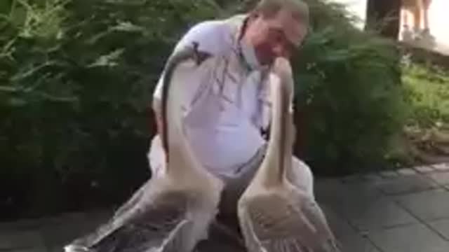 How to deny the sensitivity of animals? Beings of light!