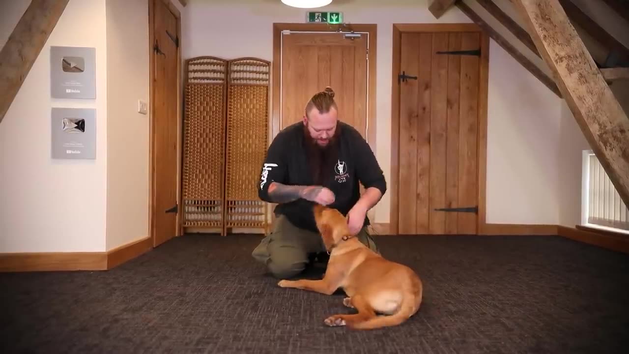 How To Stop Puppy Biting In Seconds