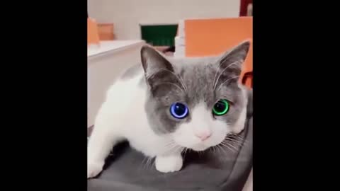 Cat Has AMAZING Eyes! MUST SEE!