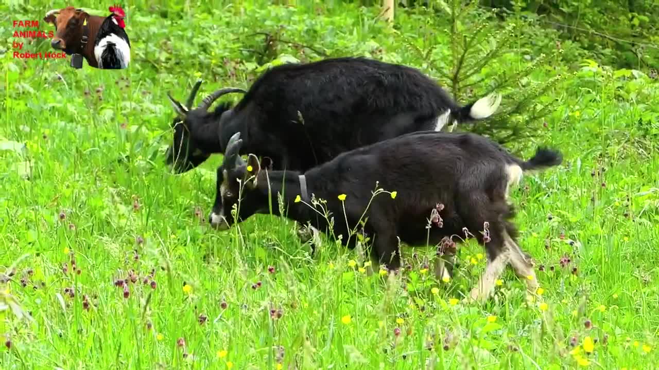 Most beautiful Farm Animals - rare breeds of lifestock, cattle, goats chickens horse poultry-