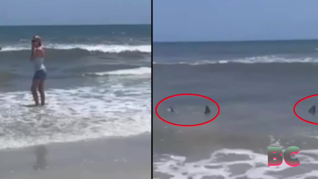 Quadruple shark attack off Texas