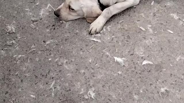 Cute Dog 🐕 Video By Kingdom of Awais