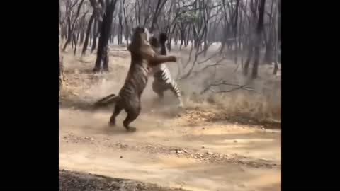 Tiger Fight