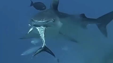 This is a beautiful and charming water-dwelling species