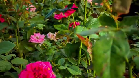 Beauty of nature