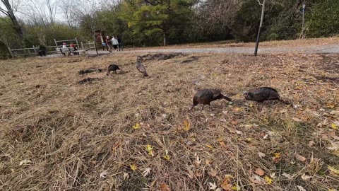 Wild Turkeys on the bike Trails